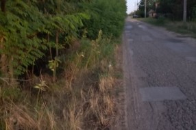 Gornji Tavankut-rastinje pored puta, nema uličnih svetala i losa bandera