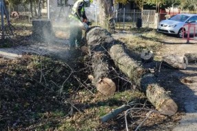 Opasnost lomljenja starih drva ispred OŠ Ivan Milutinović u Maloj Bosni
