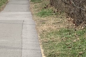 Neodržavanje zelenih površina na Paliću (Horgoški put)