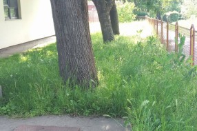 Vrtić Alisa zarastao u travu