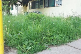 Vrtić Alisa zarastao u travu