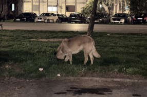 Čopor pasa lutalica na Prozivci