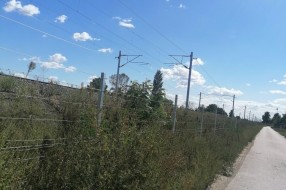 Ambrozija uz brzu prugu Subotica-Državna granica