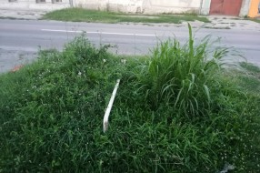 Površina uz Karađorđev put zarasla u travu, puna polena