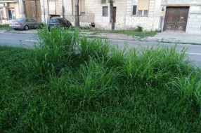 Površina uz Karađorđev put zarasla u travu, puna polena