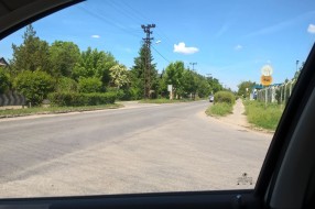 Živa ograda u ul. Đ. Natoševića