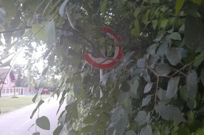 Saobraćajni znak za brzinu skriven među krošnjama (Voćarska ulica)