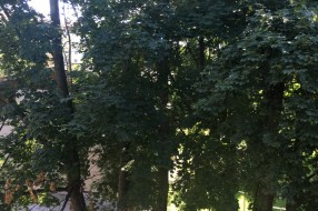 Odlomljena grana u Geze Čata dve godine preti da povredi nekoga