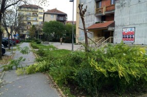 Nije najveći problem, ali ipak (odsečene grane na putu)