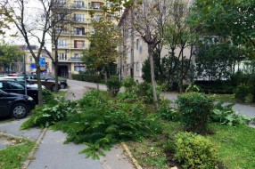 Nije najveći problem, ali ipak (odsečene grane na putu)