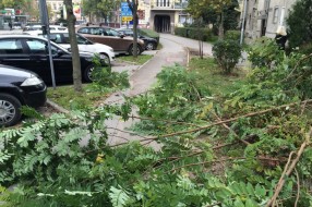 Nije najveći problem, ali ipak (odsečene grane na putu)
