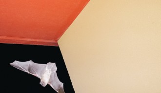 DVORIŠNA GALERIJA: NEMANJA LEDENSKI – LITTLE SATURDAY