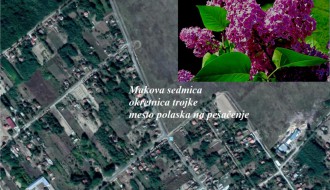 Stazama jorgovana - šetnja zdravlja