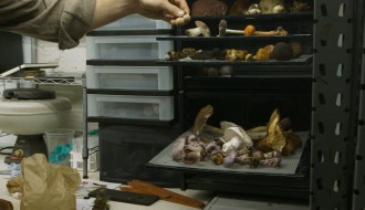 Film: Šta kažu gljive (Festival evropskog filma Palić)