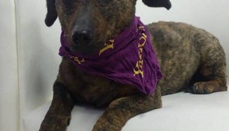 Sara skuplja hranu za svoje drugare