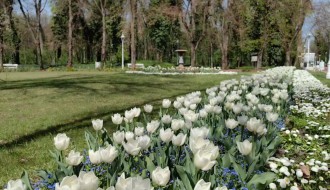 Tajni život javnih parkova i površina – razgovor sa Tanjom Jotanović