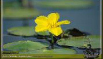 Male stajaće vode Vojvodine