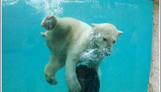 SuTeam poseta Zoološkom vrtu