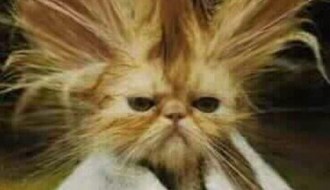 svirka benda " NEĐO I DRUŽINA " naživo