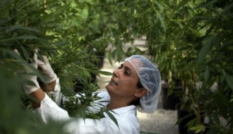 Radna soba: (R)evolucija svesti  - Legalizacija kanabisa u medicinske svrhe