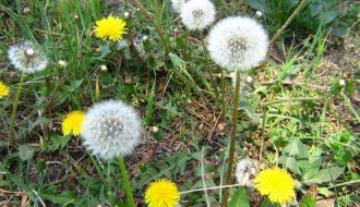 Proleće u peščari