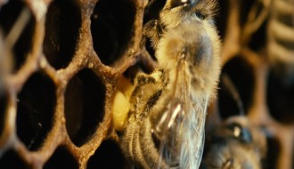 FEF Palić - Eko dokumentarci