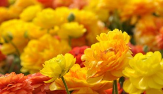 Promo čas – Dahom do novog optimizma, zdravlja i radosti - program sreće!