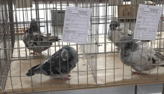 Smotra mladih golubova subotičkih rasa