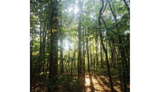 Jelena Grujičić "Home is where your heart beats" / Radionica "(Ne)prekidne šume"