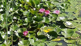 Šetnja zdravlja sredom