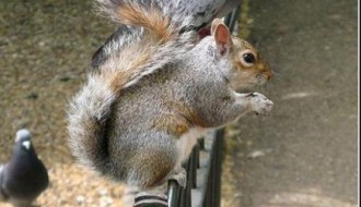 Novogodišnji Superakustik bend na živo