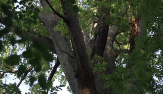 Šetnja stazom zdravlja, Daščanska šuma