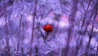 Predavanje: Zelenilo, prošlost i mi