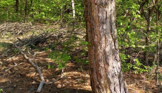 Redovna šetnja zdravlja sredom