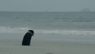 EFF Palić: Porodični film