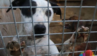 U prihvatilištu za napuštene životinje trenutno boravi 270 pasa