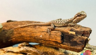 Egzotični ljubimci sve popularniji u Subotici: od gekona do tarantula