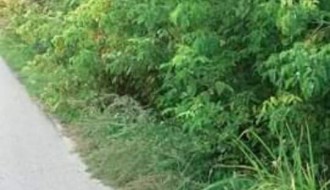 Zapuštena Ulica kajsija (Kelebija)