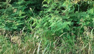 Zapuštena Ulica kajsija (Kelebija)