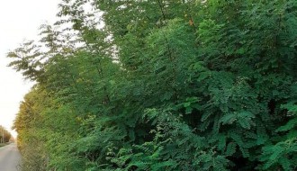 Zapuštena Ulica kajsija (Kelebija)