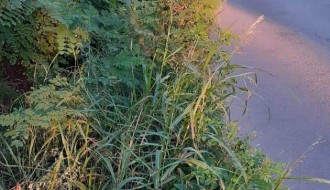 Zapuštena Ulica kajsija (Kelebija)