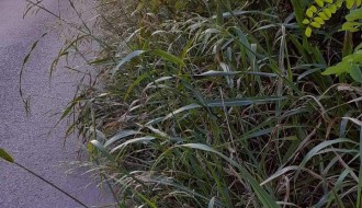 Zapuštena Ulica kajsija (Kelebija)