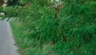 Zapuštena Ulica kajsija (Kelebija)