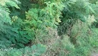 Zapuštena Ulica kajsija (Kelebija)