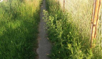 Visoka trava na pešačkoj stazi ispred Tatravagonke