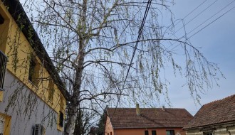 Urasla i nebezbedna stabla (ugao Ivana Antunovića i Marka Oreškovića)