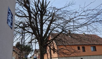 Urasla i nebezbedna stabla (ugao Ivana Antunovića i Marka Oreškovića)