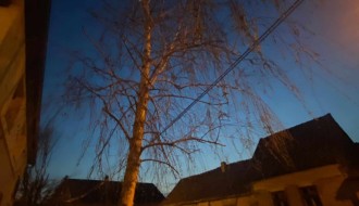 Urasla i nebezbedna stabla (ugao Ivana Antunovića i Marka Oreškovića)