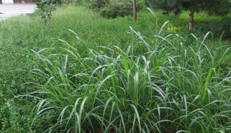 Košenje trave na javnoj površini u trouglu ulica Miloša Crnjanskog, Save Kovačevića i Hrastovoj