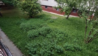 Košenje trave na javnoj površini u trouglu ulica Miloša Crnjanskog, Save Kovačevića i Hrastovoj